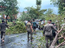 Pohon Tumbang-Kanopi Terbang Tersapu Angin Kencang di Dharmahusada Surabaya
