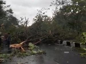 Hujan Deras dan Angin Kencang Terjang Kawasan Kertajaya, Pohon Bertumbangan