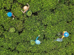 Menang Di WTO, Pemerintah Indonesia Harus Segera Bertindak