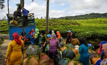 Potret Ibu-ibu Antre Timbang Hasil Panen Teh