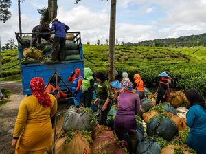 Potret Ibu-ibu Antre Timbang Hasil Panen Teh Potret Ibu-ibu Antre Timbang Hasil Panen Teh