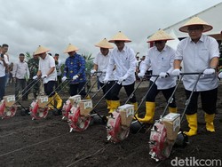 Pemprov Riau Dukung BUMN Program Kemandirian Pangan Lewat Tanam Padi Gogo di Siak