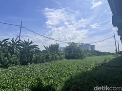 Waduh! Eceng Gondok Penuhi Sungai Perbatasan Gunung Anyar-Pondok Candra