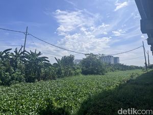 Waduh! Eceng Gondok Penuhi Sungai Perbatasan Gunung Anyar-Pondok Candra Waduh! Eceng Gondok Penuhi Sungai Perbatasan Gunung Anyar-Pondok Candra