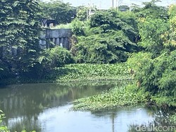 Respons BPBD Jatim Soal Eceng Gondok di Sungai Gunung Anyar-Pondok Candra