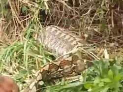 Buasnya Ular Piton 8 Meter Telan Bulat-bulat Sapi Milik Warga di Mamuju