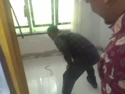 Ngeri! Ular Kobra Masuk Celana Ketua PPK saat Pleno Hitung Suara Pilkada 2024