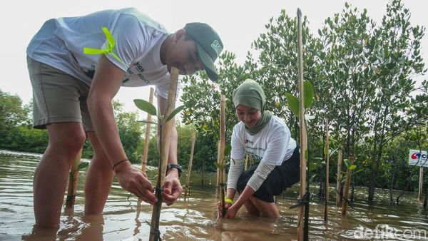 Aksi Menanam 2.500 Mangrove untuk Kelestarian Bumi
