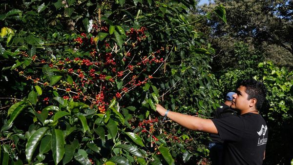 El Salvador Siap Panen Kopi Musim Ini, Yuk Lihat Prosesnya