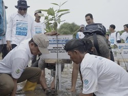 Freeport Indonesia Target Tanam 10 Ribu Hektare Mangrove hingga 2041