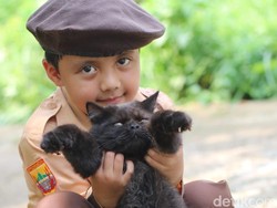 Cara Mengetahui Usia Anak Kucing, Perhatikan Ciri-ciri Berikut Ini!