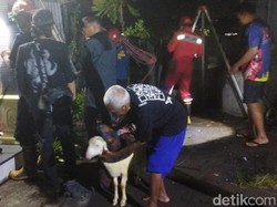 Byurr! Diduga Lupa Nutup Kandang, Kambing Warga Trunuh Klaten Tercebur Sumur
