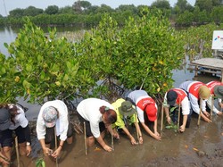Jaga Pantai, Pertamina International Shipping Sudah Tanam 10 Ribu Mangrove