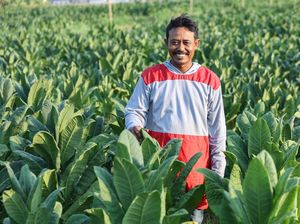 Pemda Diminta Lindungi Industri Tembakau Pemda Diminta Lindungi Industri Tembakau