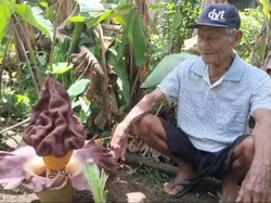 Bunga Bangkai Mekar di Halaman Rumah Warga Musi Rawas
