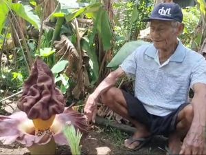 Bunga Bangkai Mekar di Halaman Rumah Warga Musi Rawas Bunga Bangkai Mekar di Halaman Rumah Warga Musi Rawas