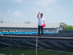 KKP Akan Tebar Benih Nila Salin Siklus 2 di BINS Karawang