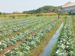 Sayur Kubis Tumbuh Subur Dekat Pantai Permata Pilang Kota Probolinggo