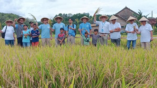 PIS Gelar Panen Raya di Sleman, Bantu Petani Tingkatkan Produksi 20%