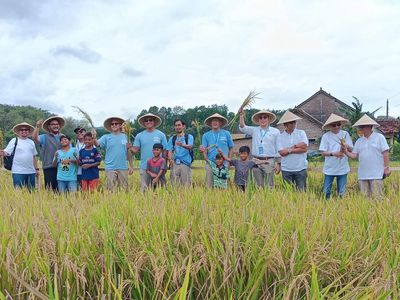 PIS Gelar Panen Raya di Sleman, Bantu Petani Tingkatkan Produksi 20%