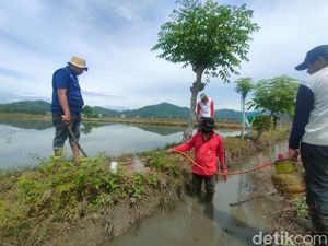 Jurus Jitu Petani Polman Basmi Hama Tikus Sawah Pakai Asap Belerang Jurus Jitu Petani Polman Basmi Hama Tikus Sawah Pakai Asap Belerang