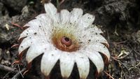 Penampakan Bunga Rhizanthes Deceptor Mekar di Bengkulu
