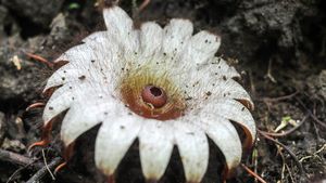 Penampakan Bunga Rhizanthes Deceptor Mekar di Bengkulu