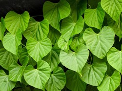 Manfaat Brotowali untuk Kesehatan, Bantu Atasi Diare hingga Diabetes