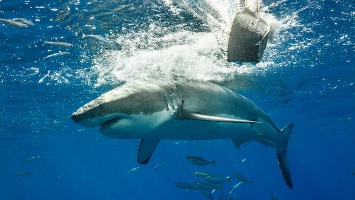 Duel Sengit Lautan, Hiu atau Lumba-lumba, Siapa Penguasa Sebenarnya?