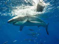 Ngeri! Serangan Hiu di Laut Merah Memakan Korban 2 Turis Italia, 1 Diantaranya Tewas