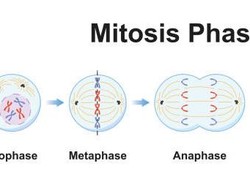 Pembelahan Mitosis: Ciri, Tahapan, dan Bedanya dengan Meiosis