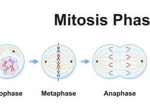 Pembelahan Mitosis: Ciri, Tahapan, dan Bedanya dengan Meiosis Pembelahan Mitosis: Ciri, Tahapan, dan Bedanya dengan Meiosis