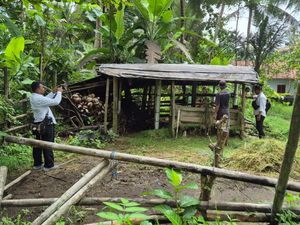 Apes! Sapi Limosin Bunting Seharga Rp 28 Juta di Kulon Progo Diduga Dicuri Apes! Sapi Limosin Bunting Seharga Rp 28 Juta di Kulon Progo Diduga Dicuri