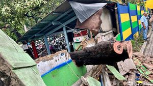 Penampakan Pohon Tumbang Diterjang Angin Kencang di Pasar Senen