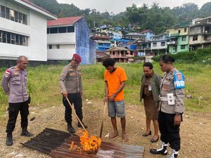 Polresta Jayapura Musnahkan 9 Kg Ganja Hasil Pengungkapan 2 Kasus Narkoba
