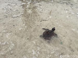 Resmi! Kepulauan Seribu Punya Rumah Penyu di Pulau Rambut Resmi! Kepulauan Seribu Punya Rumah Penyu di Pulau Rambut