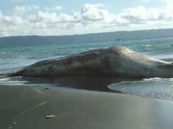 Hiu Tutul Sepanjang 8 Meter Mati Terdampar di Pantai Jember