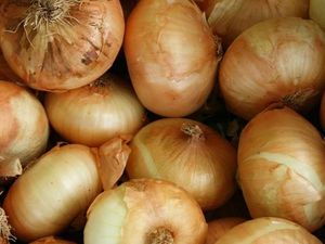Video: Ternyata Bawang Bombay Bagus Lho untuk MPASI! Video: Ternyata Bawang Bombay Bagus Lho untuk MPASI!