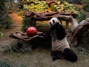 Gemasnya Panda Raksasa Tampil Perdana di Ocean Park Hong Kong Gemasnya Panda Raksasa Tampil Perdana di Ocean Park Hong Kong