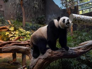 Dampak Ketegangan Diplomatik, Jepang Harus Kehilangan Giant Panda