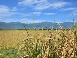 Anomali Deflasi Beras Saat El Nino: Produksi November Lampaui Ekspektasi Anomali Deflasi Beras Saat El Nino: Produksi November Lampaui Ekspektasi