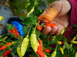 Faktor Cuaca Jadi Penyebab Pedasnya Harga Cabai di Kota Bandung