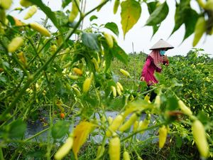 Daya Beli Petani Naik, NTP Desember Capai 122,78 Daya Beli Petani Naik, NTP Desember Capai 122,78
