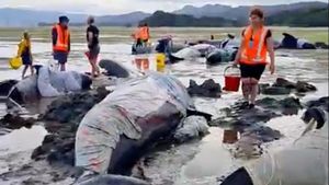 Puluhan Paus Pilot Terdampar di Pantai Selandia Baru