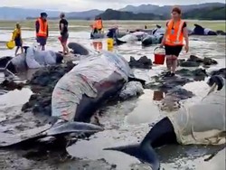 Fenomena Kawanan Paus Pilot Terdampar di Pantai Ruakaka