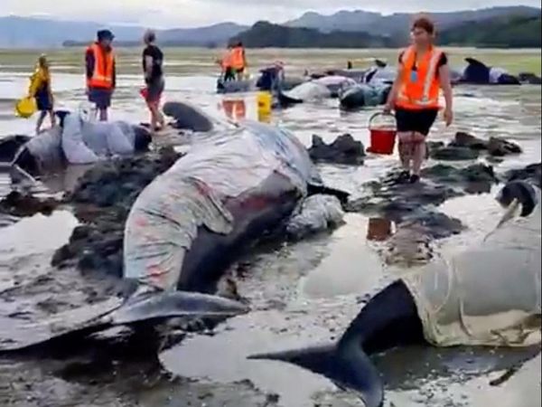 Puluhan Paus Pilot Terdampar di Pantai Selandia Baru