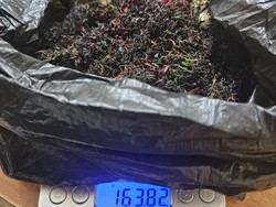 Polisi Gerebek Vila Produksi Tembakau Sinte di Puncak Bogor