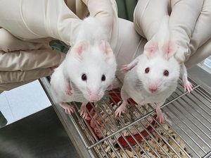 Ilmuwan Berhasil Ciptakan Tikus Hidup Menggunakan Gen Organisme Lain, Kok Bisa? Ilmuwan Berhasil Ciptakan Tikus Hidup Menggunakan Gen Organisme Lain, Kok Bisa?