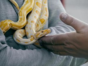 Benarkah Ular Tidak Bisa Melewati Karpet Bulu? Ini Jawabannya Benarkah Ular Tidak Bisa Melewati Karpet Bulu? Ini Jawabannya