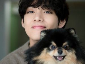 7 Foto Kenangan V BTS dan Anjingnya Yeontan yang Mati, ARMY Ikut Nyesek 7 Foto Kenangan V BTS dan Anjingnya Yeontan yang Mati, ARMY Ikut Nyesek